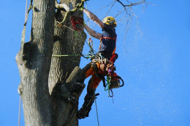 Tree Trimming in the Leander and Cedar park area